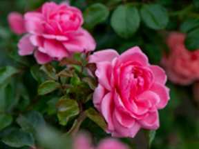 Rose (Rosa species)