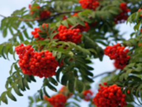 Rowan (Sorbus aucuparia)