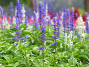 Sage species (Salvia species)