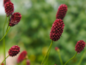 Burnet (Sanguisorba menziesii)