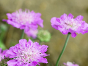 Scabious (Scabiosa species)