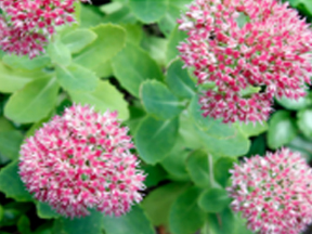 Ice Plant (Hylotelephium spectabile, syn. Sedum spectabile)