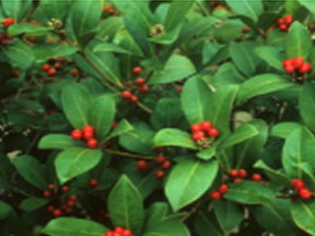 Skimmia japonica