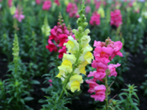 Snapdragon (Antirrhinum majus)