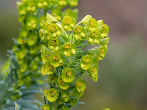 Euphorbia species