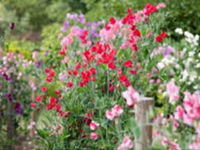 Sweet Pea (Lathyrus odoratus)