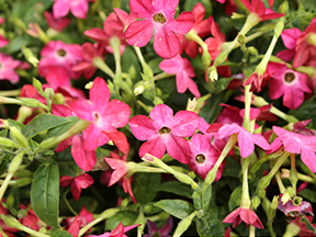 Tobacco plant (Nicotiana species)