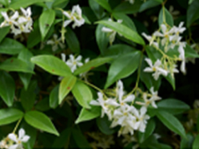 Star jasmine (Trachelospermum jasminoides)