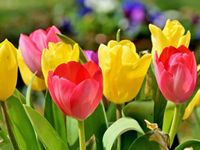Tulips (Tulipa species)