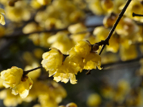 Wintersweet (Chimonanthus praecox)