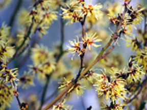 Witch Hazel (Hamamelis species)