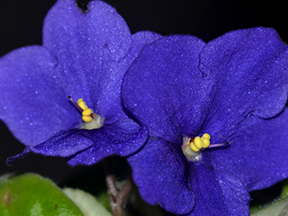 African Violet (Streptocarpus, syn. Saintpaulia)