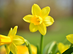 Daffodils (Narcissus species)