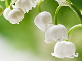 Lily-of-the-valley (Convallaria majalis)