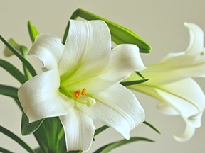 Lilys (Lilium genus)