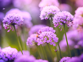 Allium genus (e.g. Chives, Onions, Garlic and ornamental Allium)