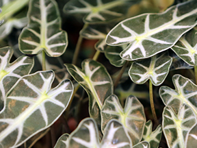 Alocasia species