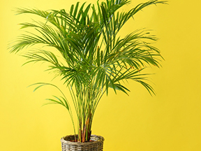 Areca Palm (Dypsis lutescens, syn. Chrysalidocarpus lutescens)