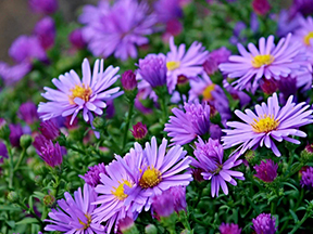 Aster/ Michaelmas daisy (Aster and Symphyotrichum species)