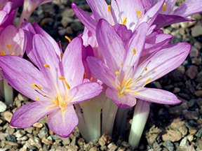 Autumn crocus (Colchicum species)