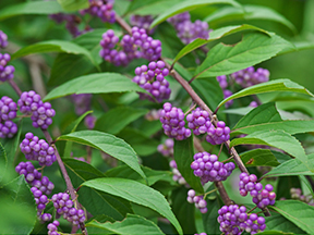 Beauty Berry (Callicarpa species)