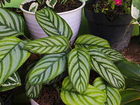 Calathea (Goeppertia species)