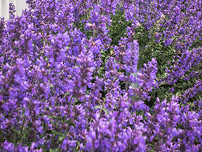 Cat Mint (Nepeta species)