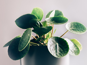 Chinese Money Plant (Pilea peperomioides)