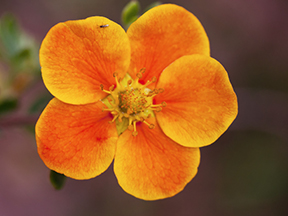 Cinquefoil (Potentilla species)