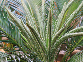 Cycads (Cycadaceae and Zamiaceae families)