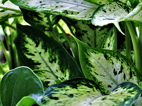 Dumbcane (Dieffenbachia species)