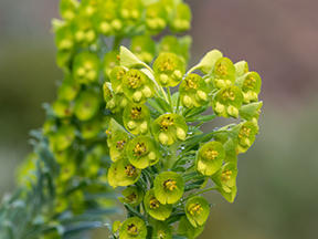 Euphorbia species