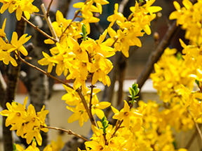 Forsythia species