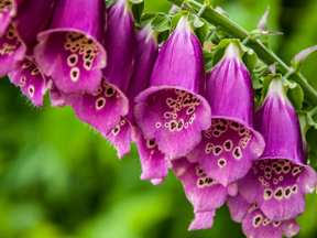 Foxglove (Digitalis Species)