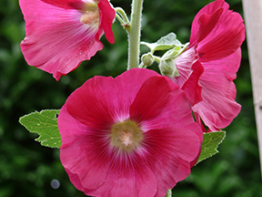 Hollyhock (Alcea rosea)