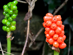 Lords-and-ladies Cuckoo Pint (Arum species)