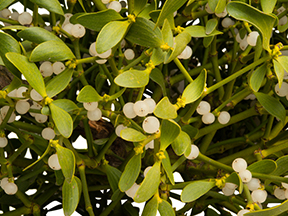 Mistletoe (Viscum album)