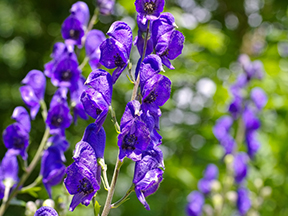 Monkshood (Aconitum species)