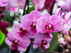 Orchids (Orchidaceae family)