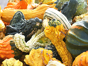 Ornamental Squash (Cucurbita species)