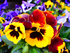 Pansy, Viola, Violet (Viola species)