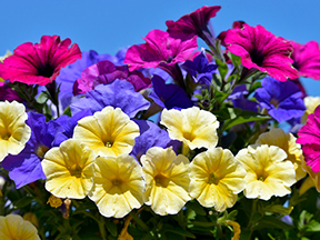 Petunia (Petunia species)