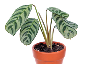 Prayer Plant (Maranta leuconeura)