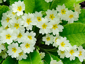 Primrose (Primula species)