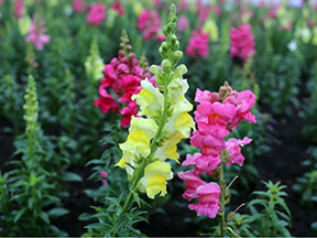 Snapdragon (Antirrhinum majus)