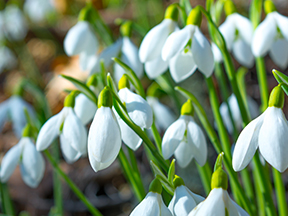 Snowdrop (Galanthus species)