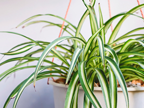 Spider Plant (Chlorophytum comosum)