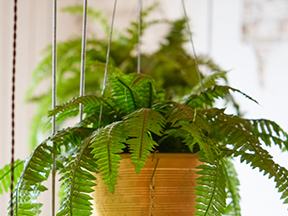 Boston / Sword Fern (Nephrolepis exaltata)