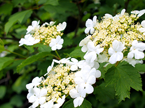 Viburnum (Viburnum species)