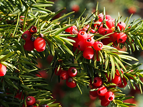 Yew (Taxus species)